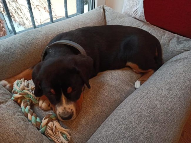 Zuwachs bei den Hartwichs