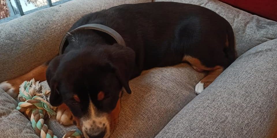 Zuwachs bei den Hartwichs