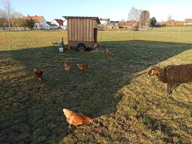 Schafe fürs Hühnermobil Hühner Zoigl Hartwich