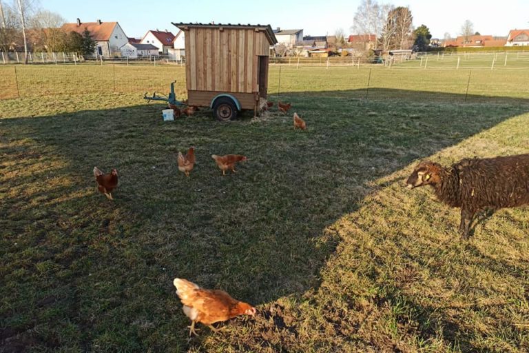 Hühner Zoigl Hartwich