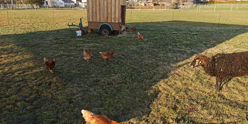 Schafe fürs Hühnermobil Hühner Zoigl Hartwich