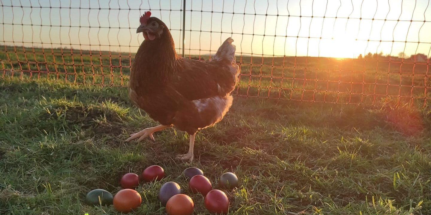 Hühnermobil Mitterteich Hartwich Hühnermobil Mitterteich Hartwich