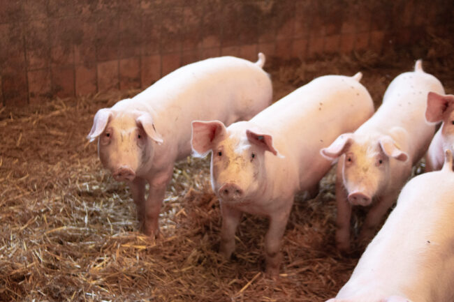 Metzgerei Hartwich Mitterteich