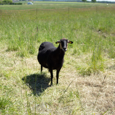 frische Eier Hühnermobil Hartwich Mitterteich