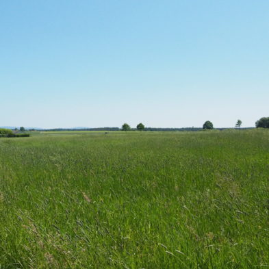 frische Eier Hühnermobil Hartwich Mitterteich